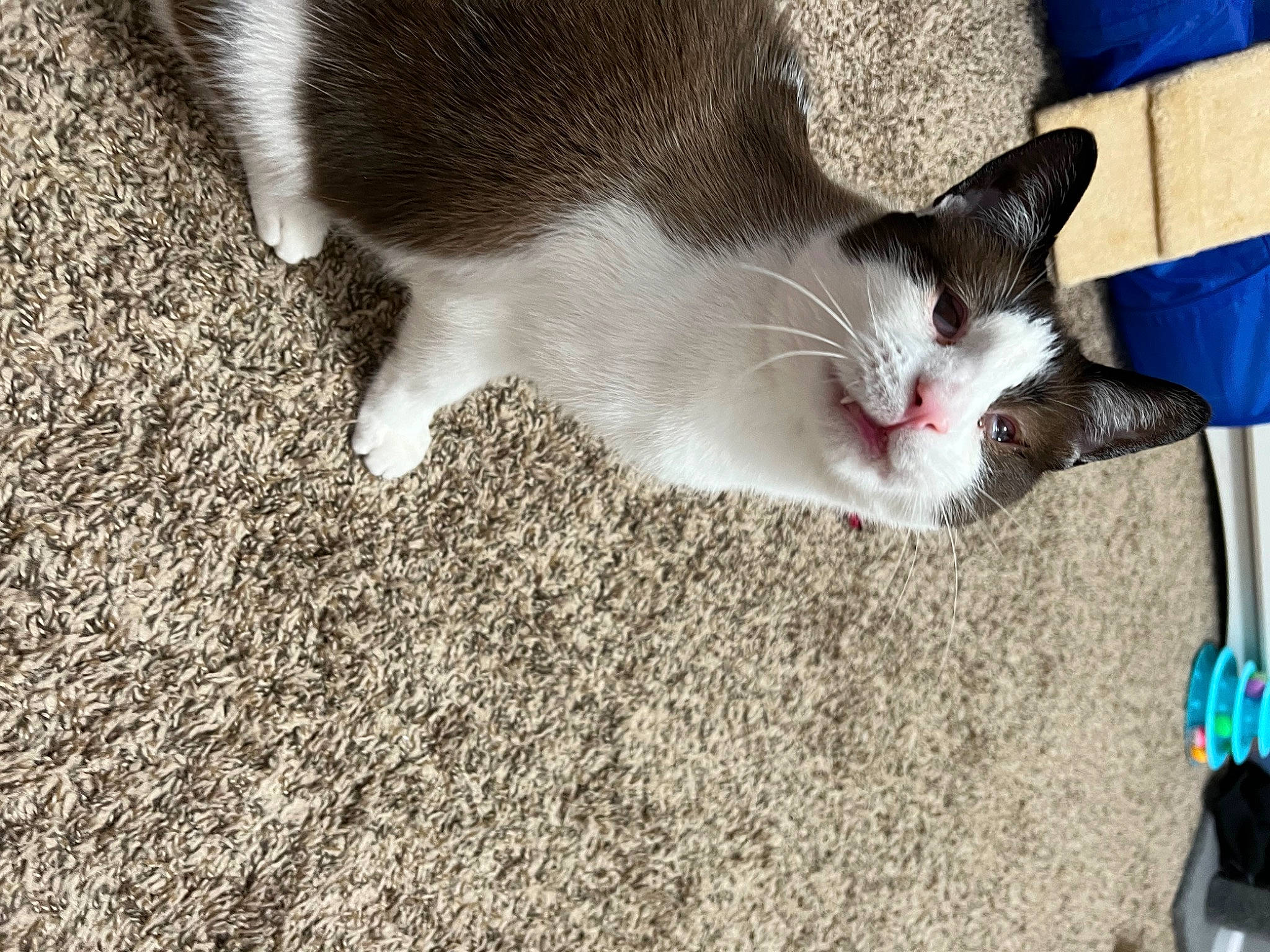 Bandit is registered to the contest to win money with this photo: canidae, carnivore, cat, claw, domestic_short_haired_cat, fawn, felidae, foot, fur, grass, human_leg, paw, sand, small_to_medium_sized_cats, snout, soil, tail, whiskers