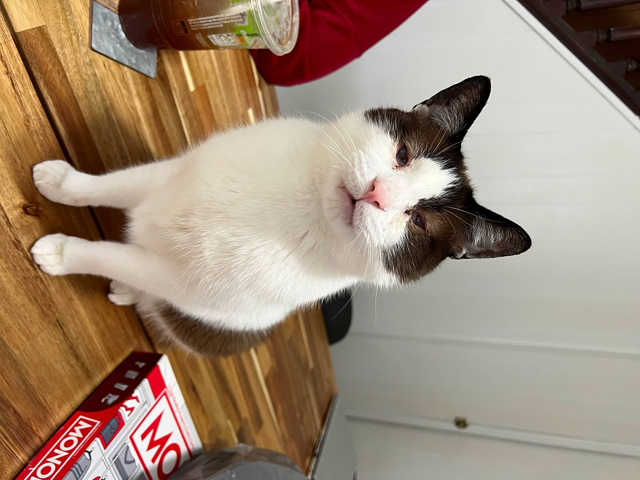 Bandit joined the competition — help win amazing prizes! aluminum_can, beverage_can, carbonated_soft_drinks, carnivore, cat, claw, domestic_short_haired_cat, fawn, felidae, flooring, fur, hardwood, logo, paw, small_to_medium_sized_cats, snout, tail, tin_can, whiskers, wood