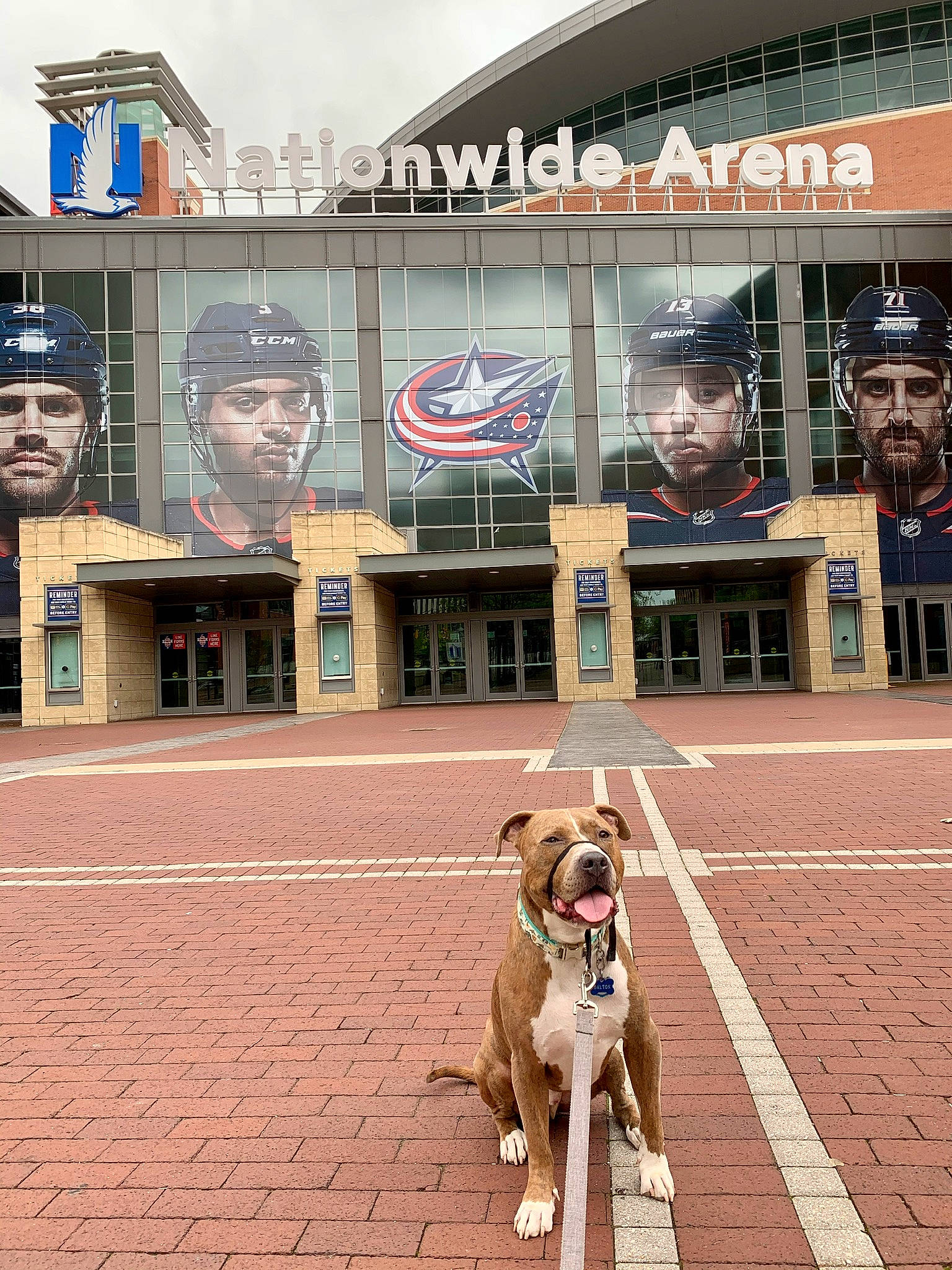 Dalton joined the competition — help win amazing prizes! art, building, carnivore, city, companion_dog, dog, dog_breed, facade, fawn, infrastructure, leisure, mammal, neighbourhood, public_space, road, sidewalk, sky, travel, wall, working_animal