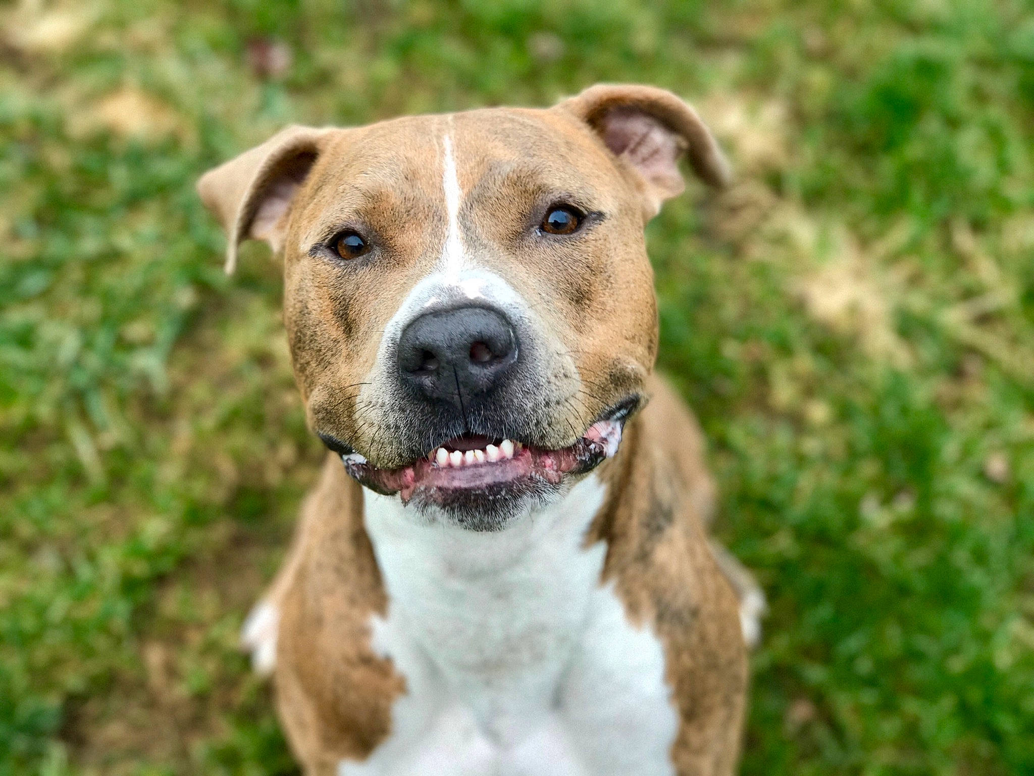 Dalton is registered to the contest to win money with this photo: canidae, carnivore, collar, companion_dog, dog, dog_breed, dog_collar, fawn, grass, groundcover, hunting_dog, leash, non_sporting_group, pet_supply, plant, sporting_group, terrestrial_animal, whiskers, working_animal, working_dog