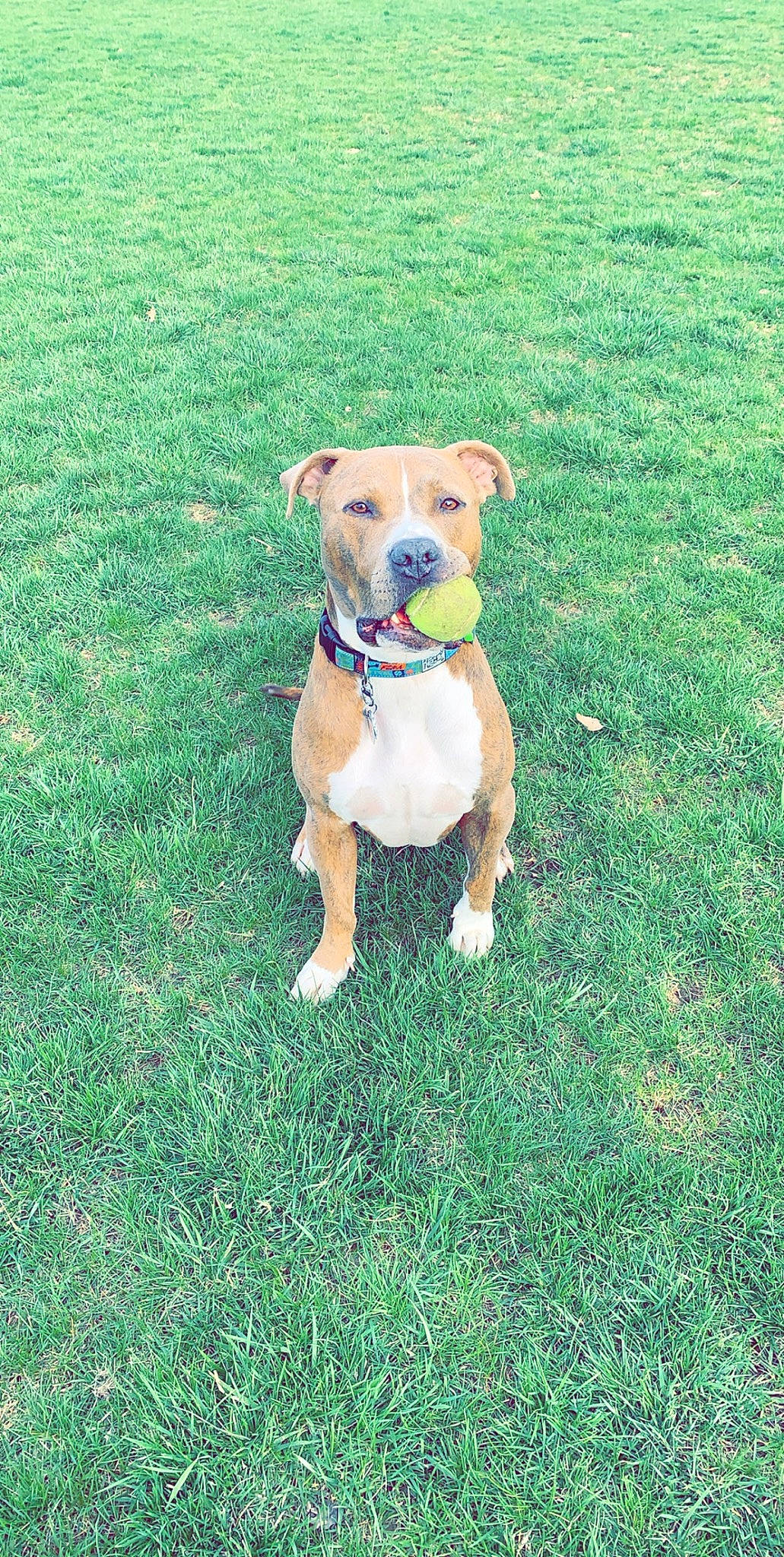 Dalton is registered to the contest to win money with this photo: canidae, carnivore, collar, companion_dog, dog, dog_breed, dog_clothes, dog_collar, dog_supply, fawn, grass, grassland, groundcover, non_sporting_group, pet_supply, plant, snout, sporting_group, tail, working_animal