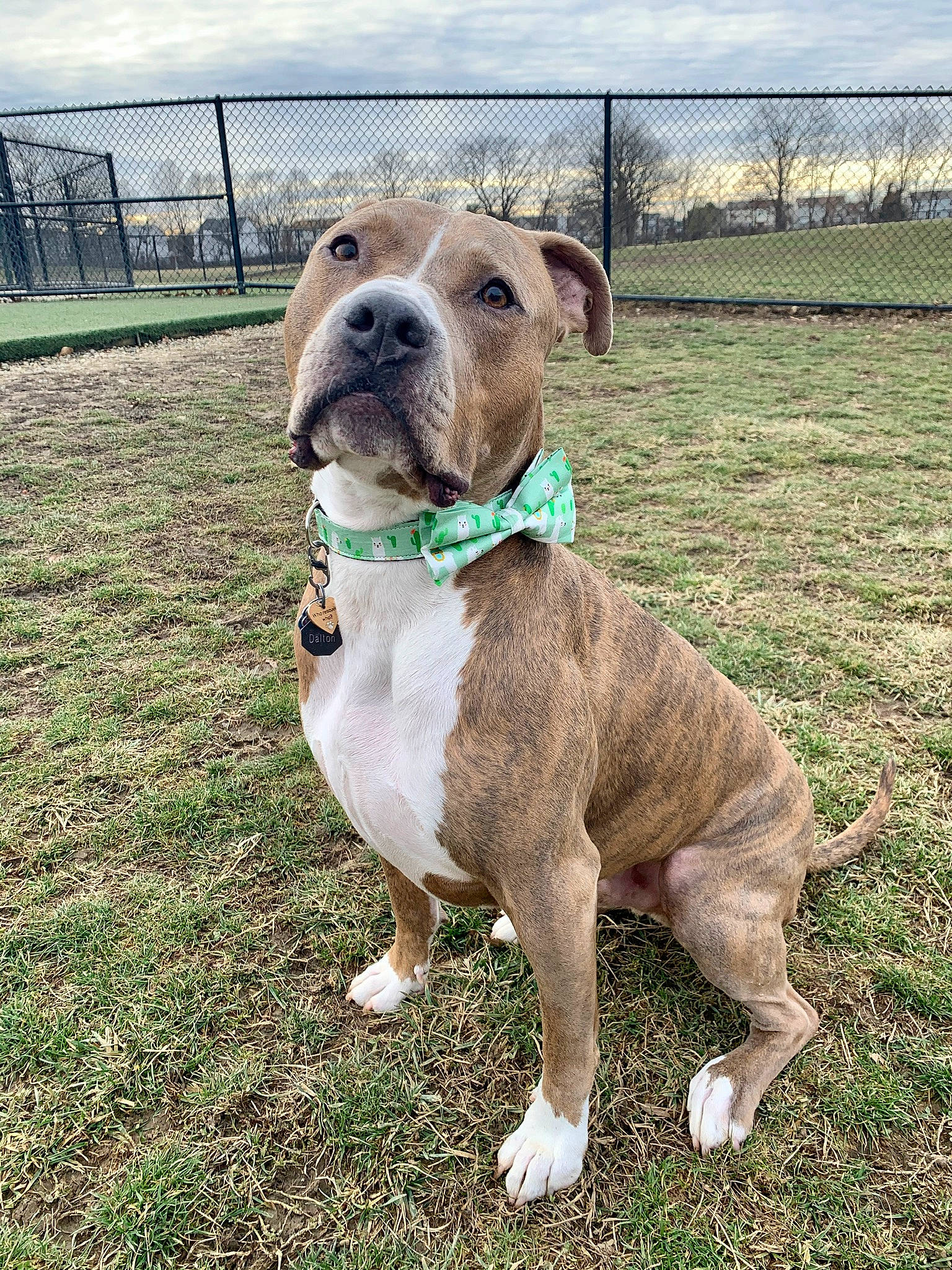 Dalton joined the competition — help win amazing prizes! carnivore, cloud, collar, companion_dog, dog, dog_breed, dog_collar, fawn, fence, grass, leash, liver, mesh, non_sporting_group, pet_supply, sky, sporting_group, terrestrial_animal, tree, working_animal