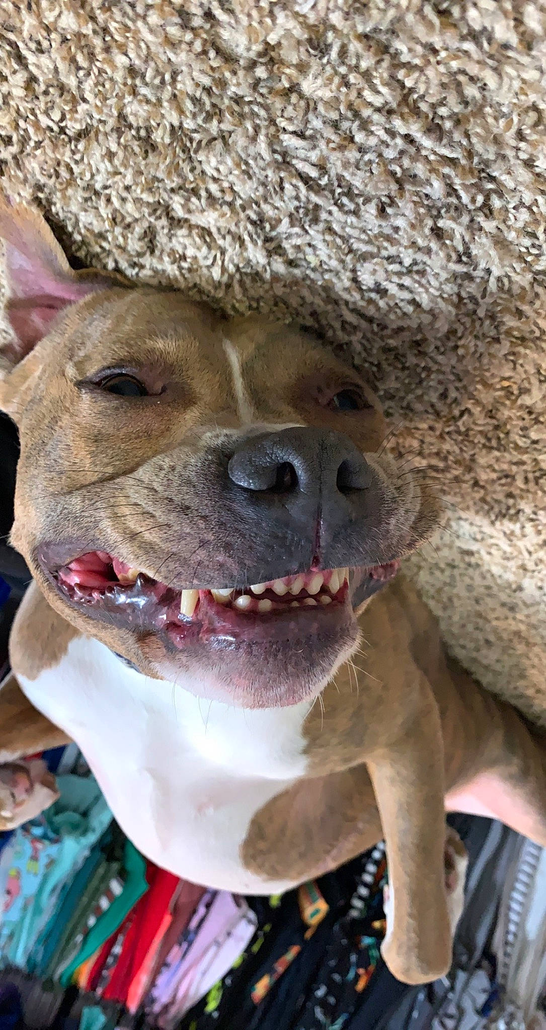 Dalton joined the competition — help win amazing prizes! adventure, ancient_dog_breeds, canidae, carnivore, collar, companion_dog, dog, dog_breed, dog_collar, fang, fawn, fun, fur, leash, snout, sporting_group, street_dog, whiskers, working_animal, working_dog