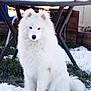 animal, calm, canine, cold, companion, dog, domestic_animal, fluffy, fur, grass, nature, outdoor, pet, quiet, sitting, snow, table, white_dog, winter, yard