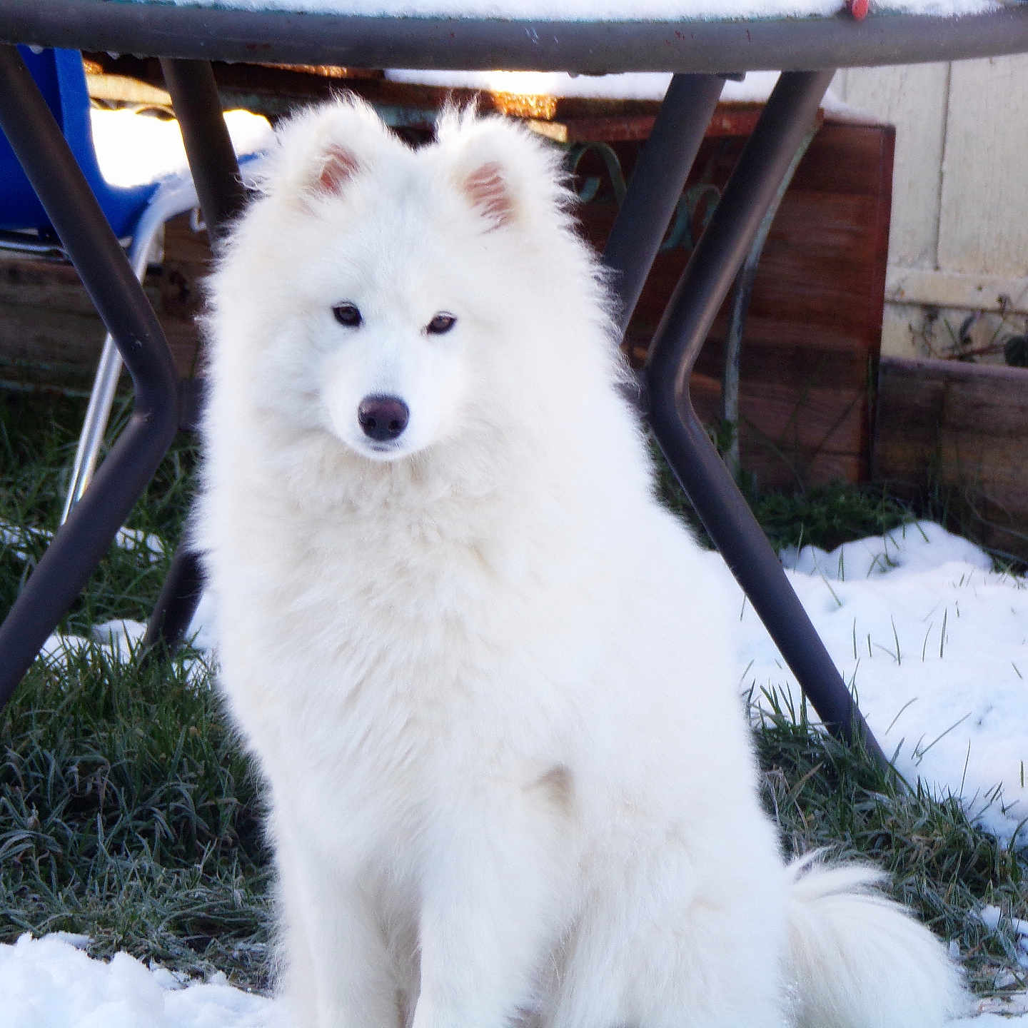 Aiko a rejoint le concours — aidez-le/la à gagner de superbes lots ! animal, calm, canine, cold, companion, dog, domestic_animal, fluffy, fur, grass, nature, outdoor, pet, quiet, sitting, snow, table, white_dog, winter, yard