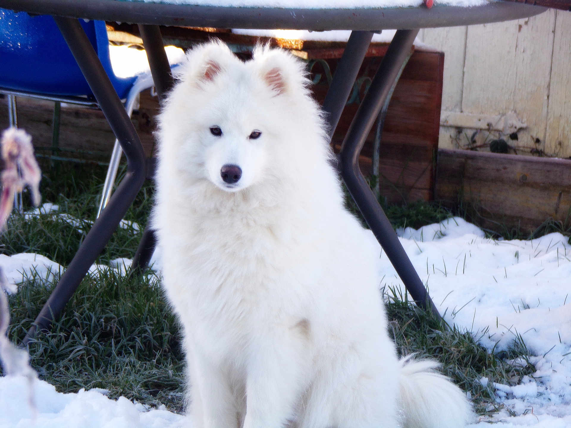 Aiko a rejoint le concours — aidez-le/la à gagner de superbes lots ! animal, calm, canine, cold, companion, dog, domestic_animal, fluffy, fur, grass, nature, outdoor, pet, quiet, sitting, snow, table, white_dog, winter, yard