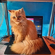 Nikki is registered to the contest to win money with this photo: cat, orange_cat, fluffy, laptop, desk, computer, technology, indoor, pet, feline, tail, keyboard, mouse, glasses, cables, office, workspace, blue_wall, fur, sitting