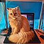cat, orange_cat, fluffy, laptop, desk, computer, technology, indoor, pet, feline, tail, keyboard, mouse, glasses, cables, office, workspace, blue_wall, fur, sitting