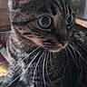 cat, tabby, pet, animal, feline, portrait, close_up, whiskers, large_eyes, ears, striped_fur, brown_fur, black_fur, sitting, indoors, home, clock, furniture, cozy, photography