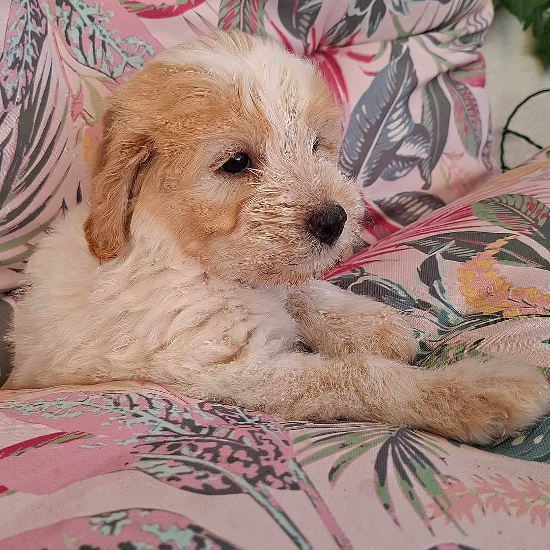 Balou