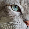 O'Malley participe au concours pour gagner de l'argent avec cette photo : cat, feline, close_up, gray_fur, silver_fur, green_eye, turquoise_eye, eye, whiskers, nose, pink_nose, animal, pet, portrait, macro, facial_detail, fur, indoors, black_background, dramatic_composition