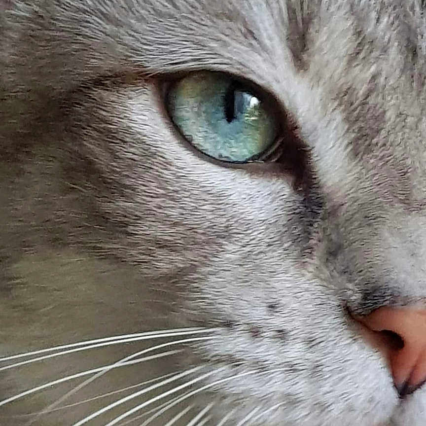 O'Malley