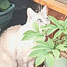 cat, kitten, animal, pet, feline, sitting, portrait, garden, plants, potted_plants, leaves, greenery, outdoor, wooden_surface, flowerpot, white_fur, striped_fur, blue_eyes, alert, nature