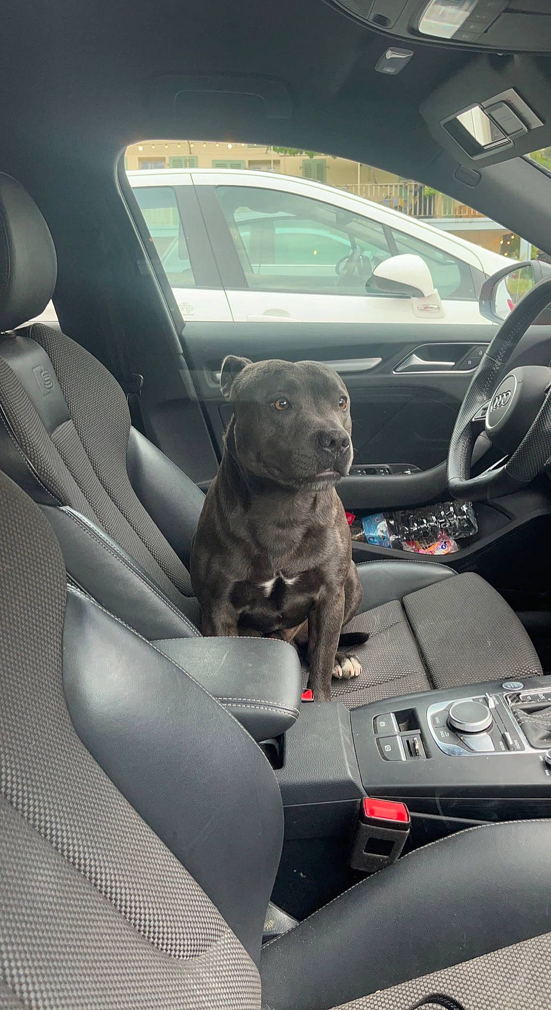 Otello a rejoint le concours — aidez-le/la à gagner de superbes lots ! auto_part, automotive_design, automotive_exterior, automotive_mirror, car, car_seat, car_seat_cover, carnivore, center_console, dog, gear_shift, head_restraint, land_vehicle, mode_of_transport, motor_vehicle, personal_luxury_car, steering_part, steering_wheel, vehicle, vehicle_door