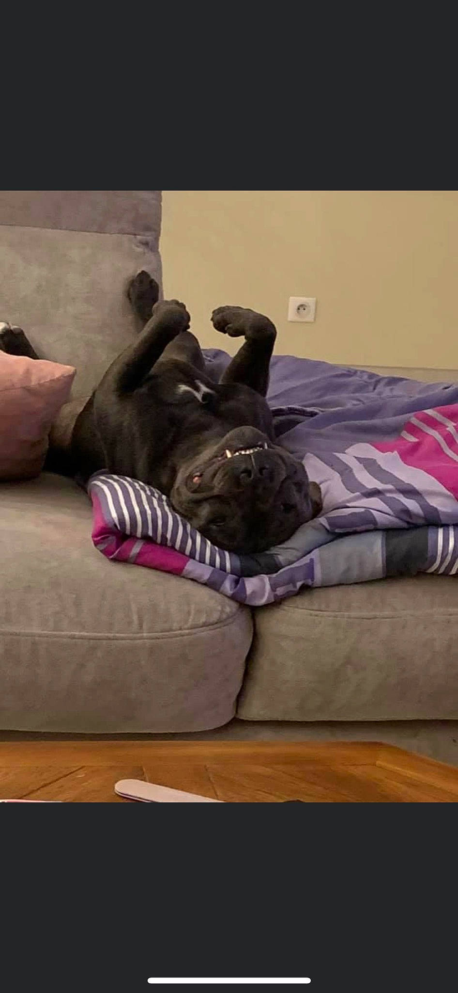 Otello a rejoint le concours — aidez-le/la à gagner de superbes lots ! art, comfort, companion_dog, couch, dog, floor, flooring, furniture, grey, human_leg, interior_design, linens, living_room, morning, pillow, purple, sofa_bed, studio_couch, textile, wood