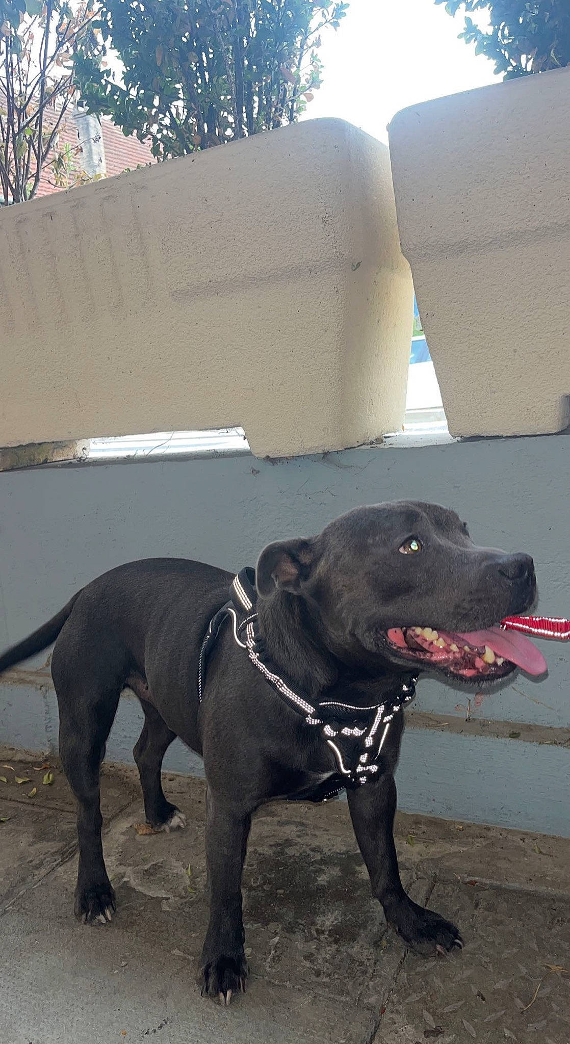 Otello a rejoint le concours — aidez-le/la à gagner de superbes lots ! borador, carnivore, collar, companion_dog, dog, dog_breed, dog_collar, fashion_accessory, fawn, guard_dog, gun_dog, leash, pet_supply, retriever, snout, sporting_group, tail, whiskers, working_animal, working_dog