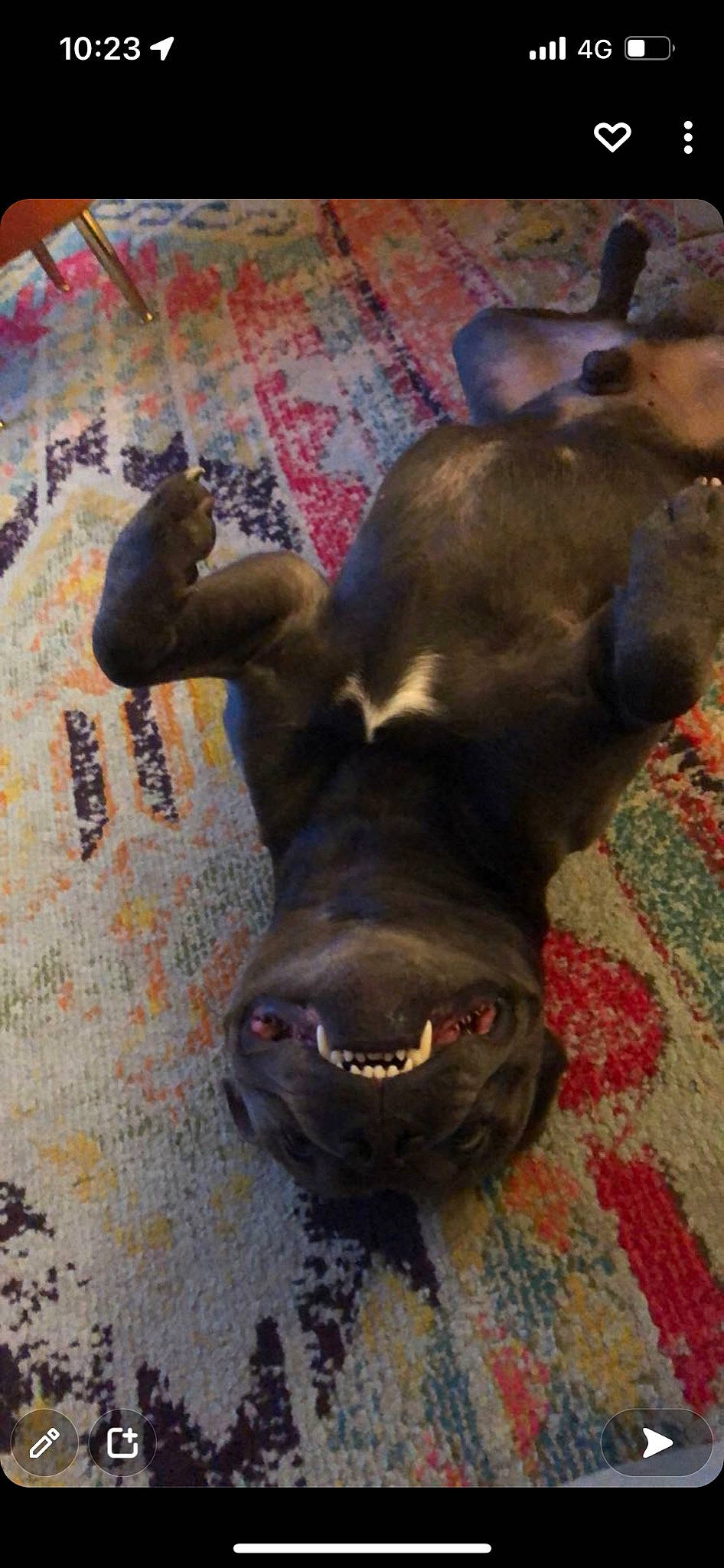 Otello a rejoint le concours — aidez-le/la à gagner de superbes lots ! canidae, carnivore, companion_dog, dog, dog_breed, fawn, flooring, foot, fur, guard_dog, liver, natural_material, snout, sporting_group, suidae, tail, terrestrial_animal, whiskers, wood, working_animal