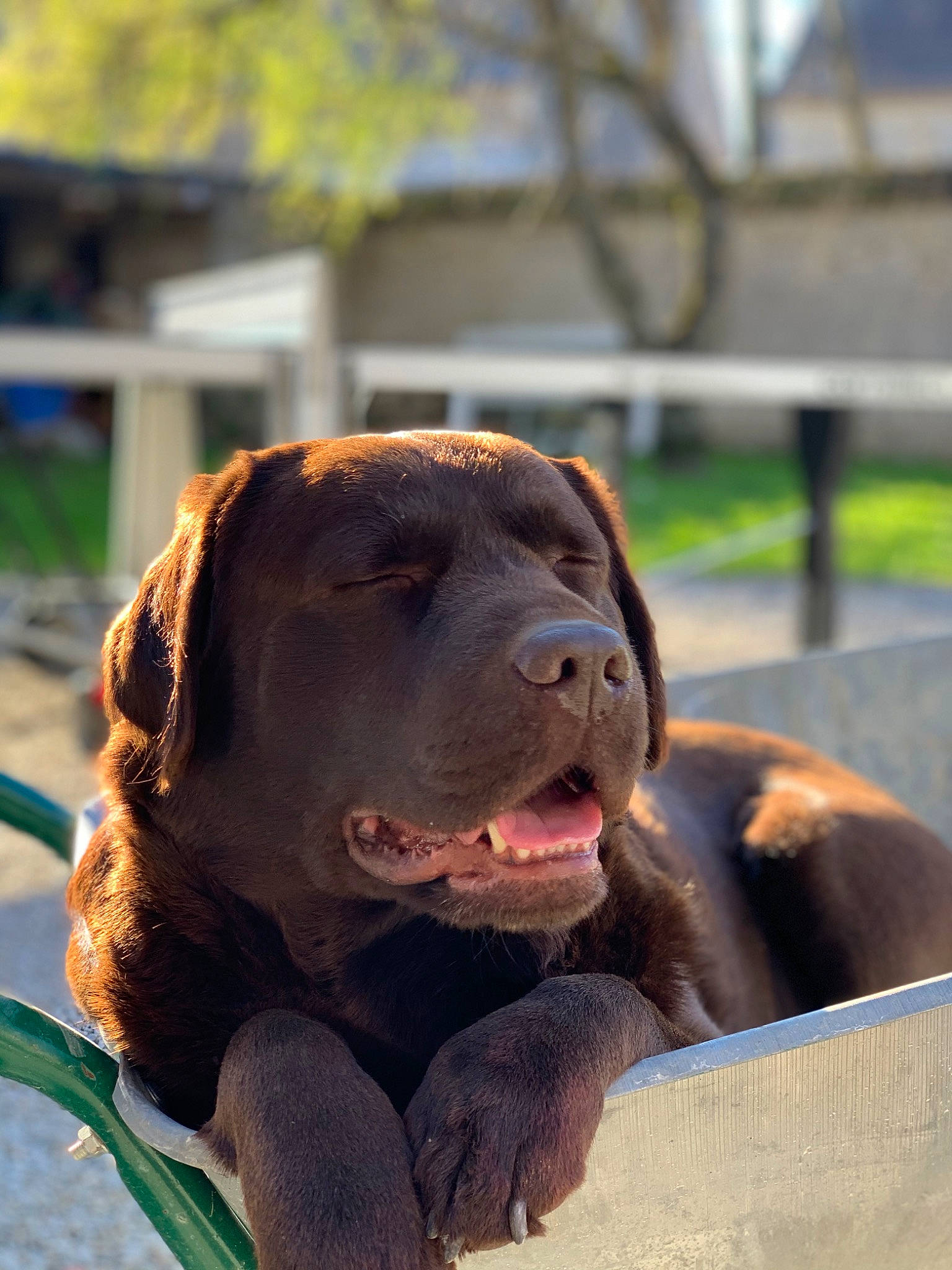 Junior a rejoint le concours — aidez-le/la à gagner de superbes lots ! ball, canidae, carnivore, companion_dog, dog, dog_breed, fawn, gun_dog, liver, mammal, puppy, retriever, snout, sporting_group, terrestrial_animal, tree, vertebrate, working_animal, working_dog, yawn