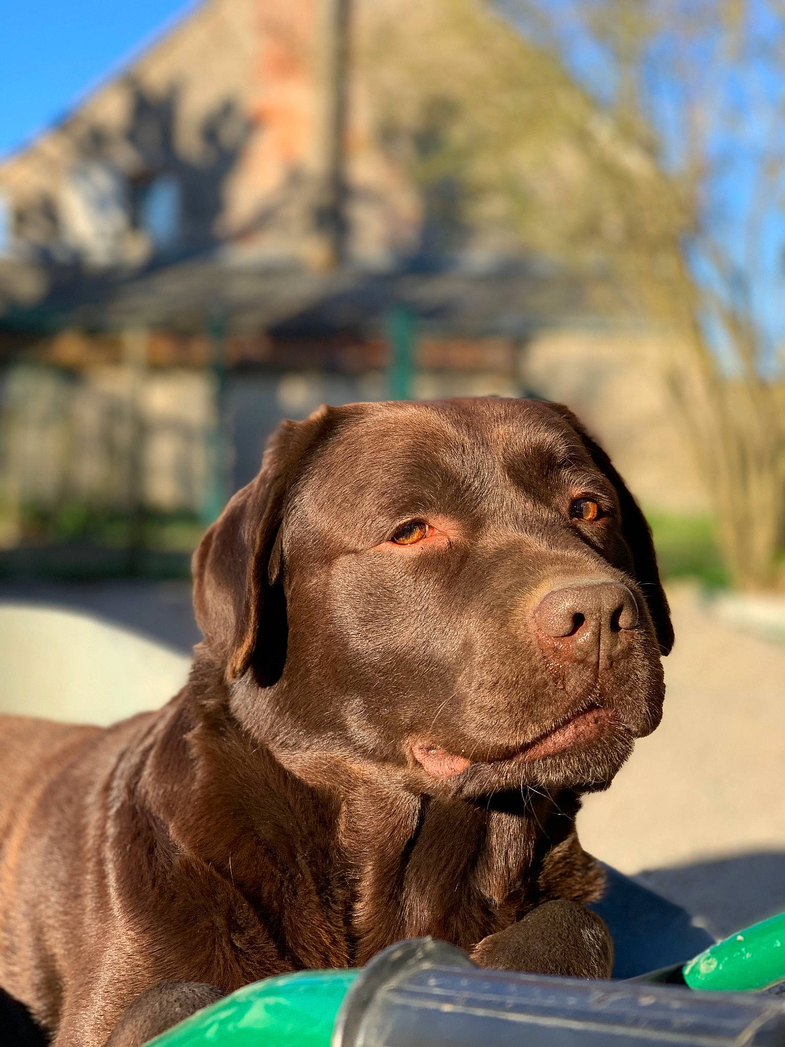 Junior a rejoint le concours — aidez-le/la à gagner de superbes lots ! canidae, carnivore, collar, companion_dog, dog, dog_breed, dog_collar, fawn, grass, guard_dog, gun_dog, leisure, liver, sky, snout, sporting_group, tree, working_animal, working_dog, wrinkle