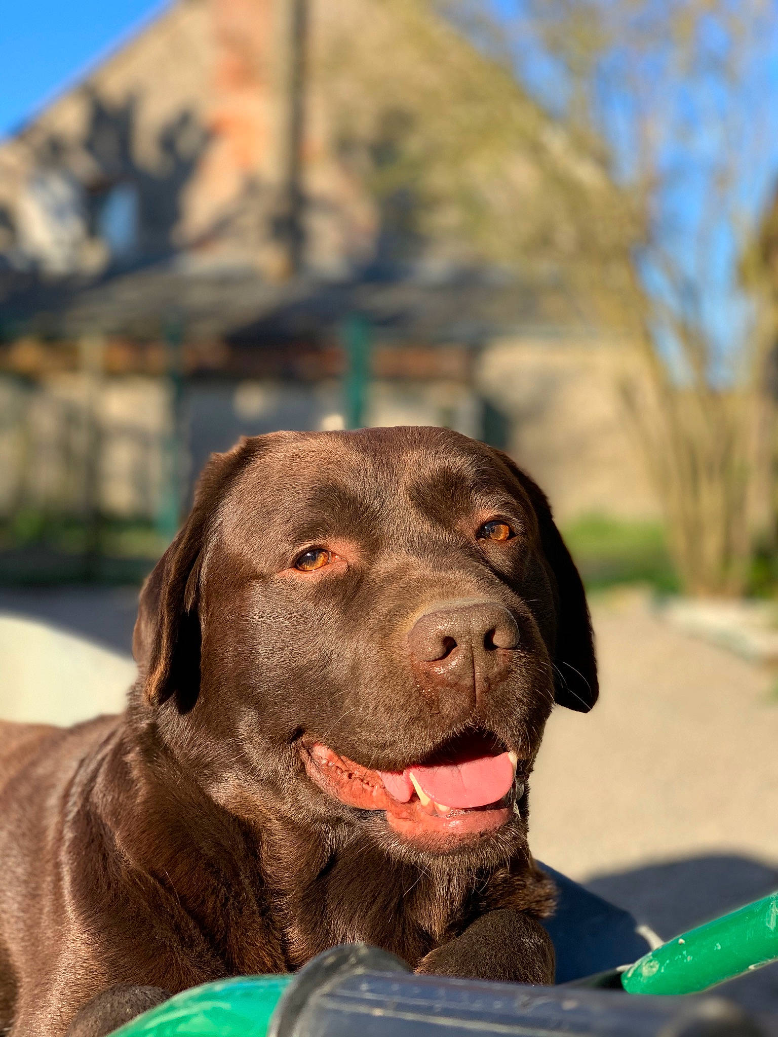 Junior participe au concours pour gagner de l'argent avec cette photo : borador, carnivore, collar, companion_dog, dog, dog_breed, dog_collar, fawn, fur, grass, gun_dog, leisure, liver, plant, pointing_breed, retriever, sky, snout, sporting_group, working_animal