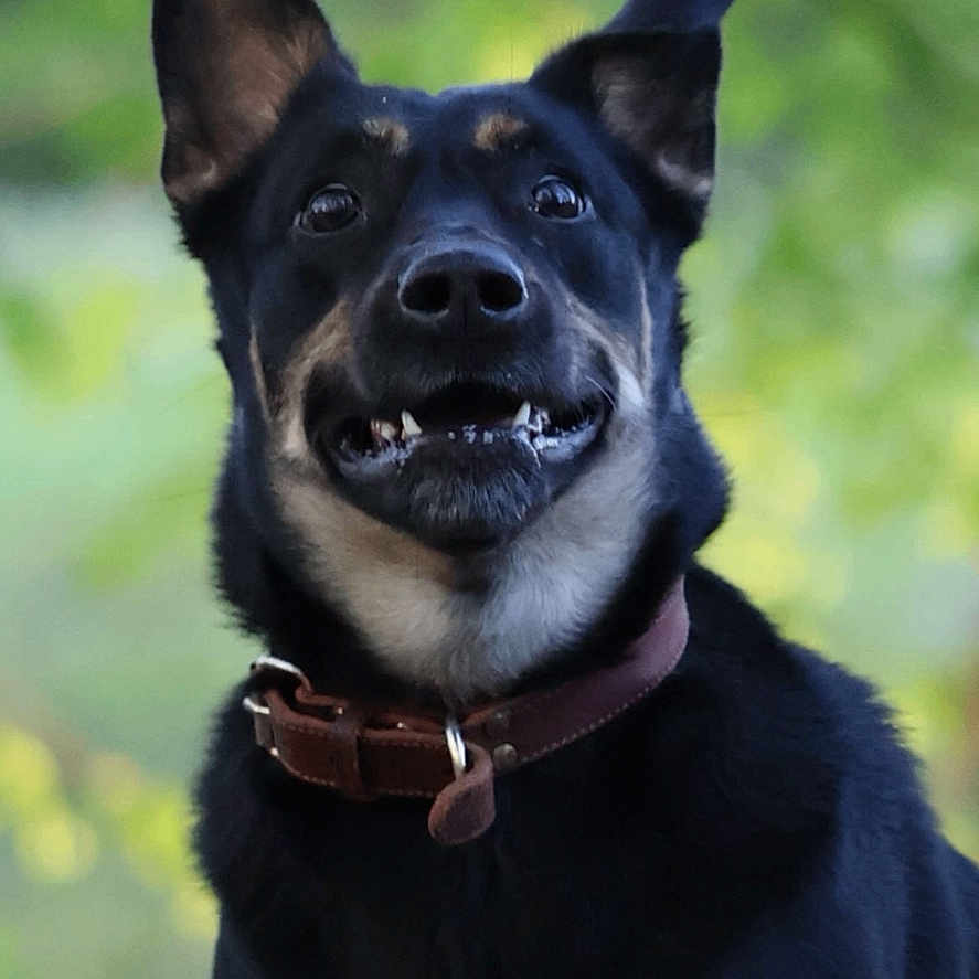 Nellie a rejoint le concours — aidez-le/la à gagner de superbes lots ! dog, black_dog, tan_markings, collar, pet, animal, ears, smile, nature, outdoor, blurred_background, wooden_ledge, canine, portrait, fur, happy, alert, closeup, expression, sitting