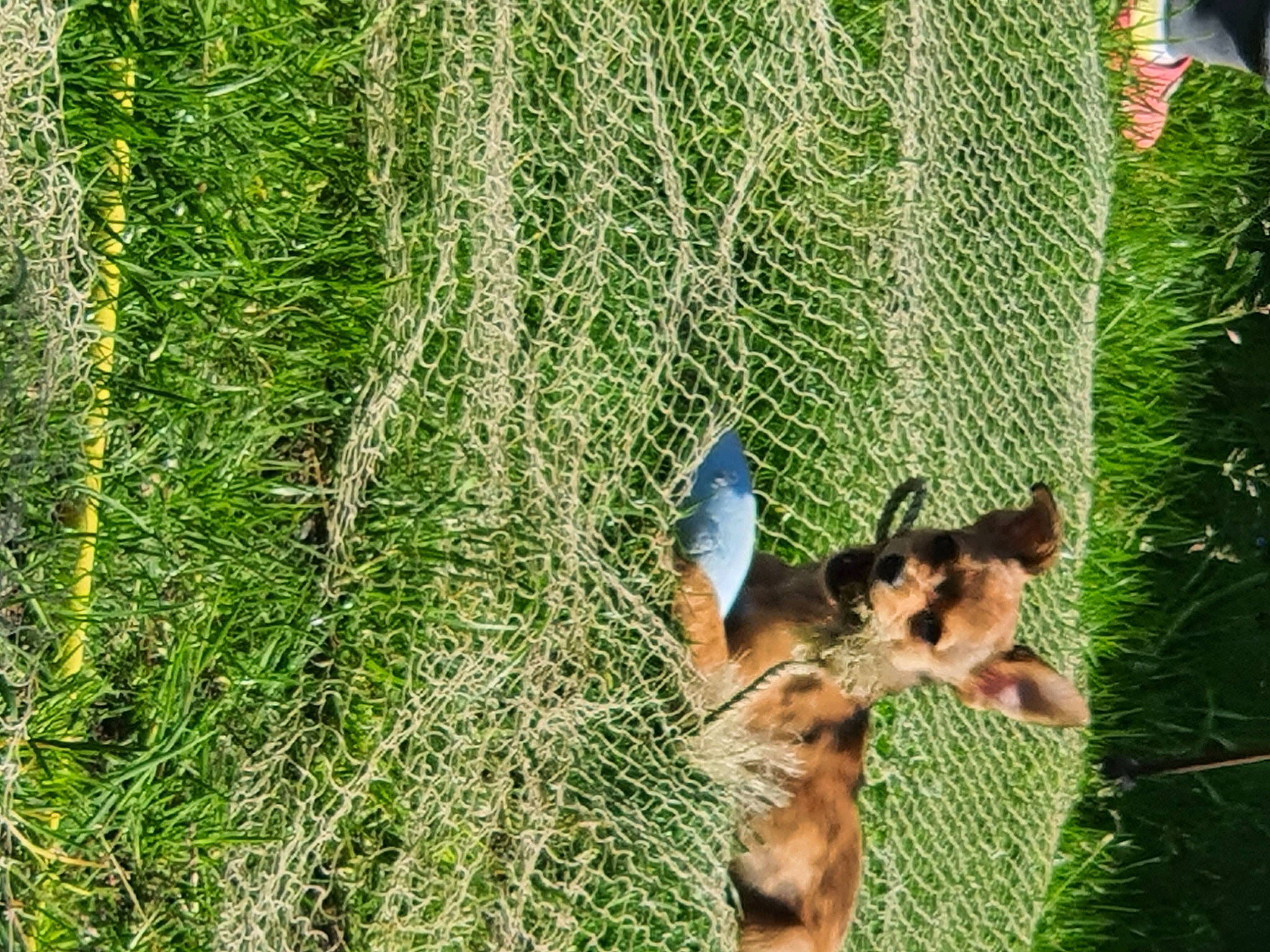 Chichi participe au concours pour gagner de l'argent avec cette photo : beak, carnivore, conifer, dog, fawn, grass, grass_family, groundcover, hedge, perching_bird, plant, shrub, tail, terrestrial_animal, terrestrial_plant, tree, trunk, vegetation, wildlife, window
