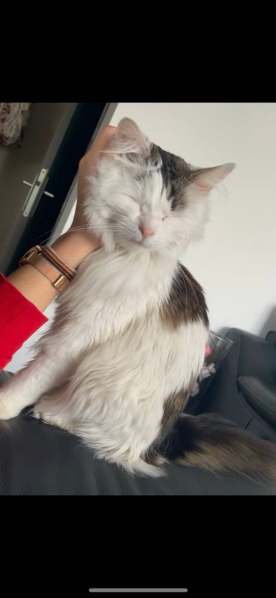 Magelys participe au concours pour gagner de l'argent avec cette photo : carnivore, cat, claw, comfort, domestic_short_haired_cat, fawn, felidae, formal_wear, fur, human_leg, lap, paw, small_to_medium_sized_cats, tail, whiskers