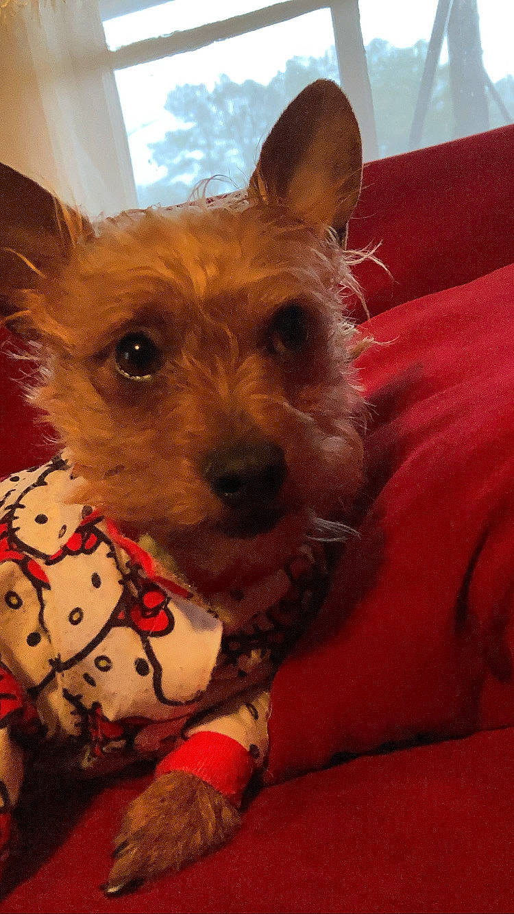 Coco is registered to the contest to win money with this photo: canidae, carnivore, collar, comfort, companion_dog, dog, dog_breed, dog_clothes, dog_supply, ear, event, fawn, fur, small_terrier, sporting_group, terrestrial_animal, terrier, toy_dog, whiskers, working_animal