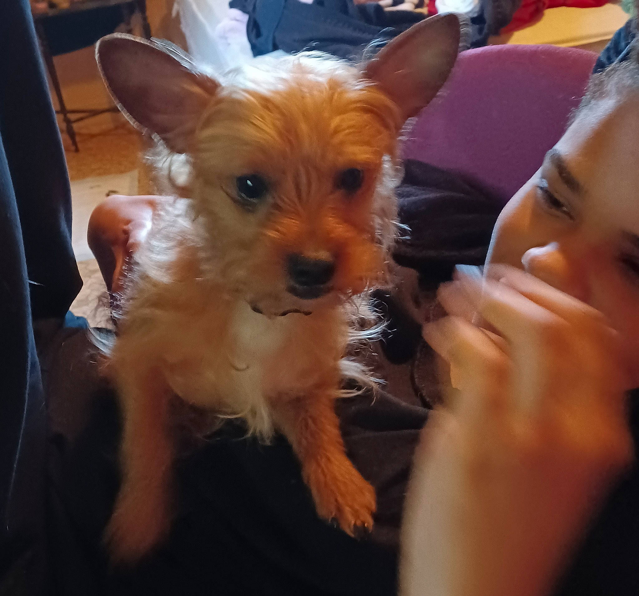 Coco is registered to the contest to win money with this photo: biewer_terrier, canidae, carnivore, companion_dog, dog, dog_breed, dog_supply, ear, eye, fawn, fur, happy, small_terrier, snout, sporting_group, terrier, toy_dog, whiskers, working_animal, yorkipoo