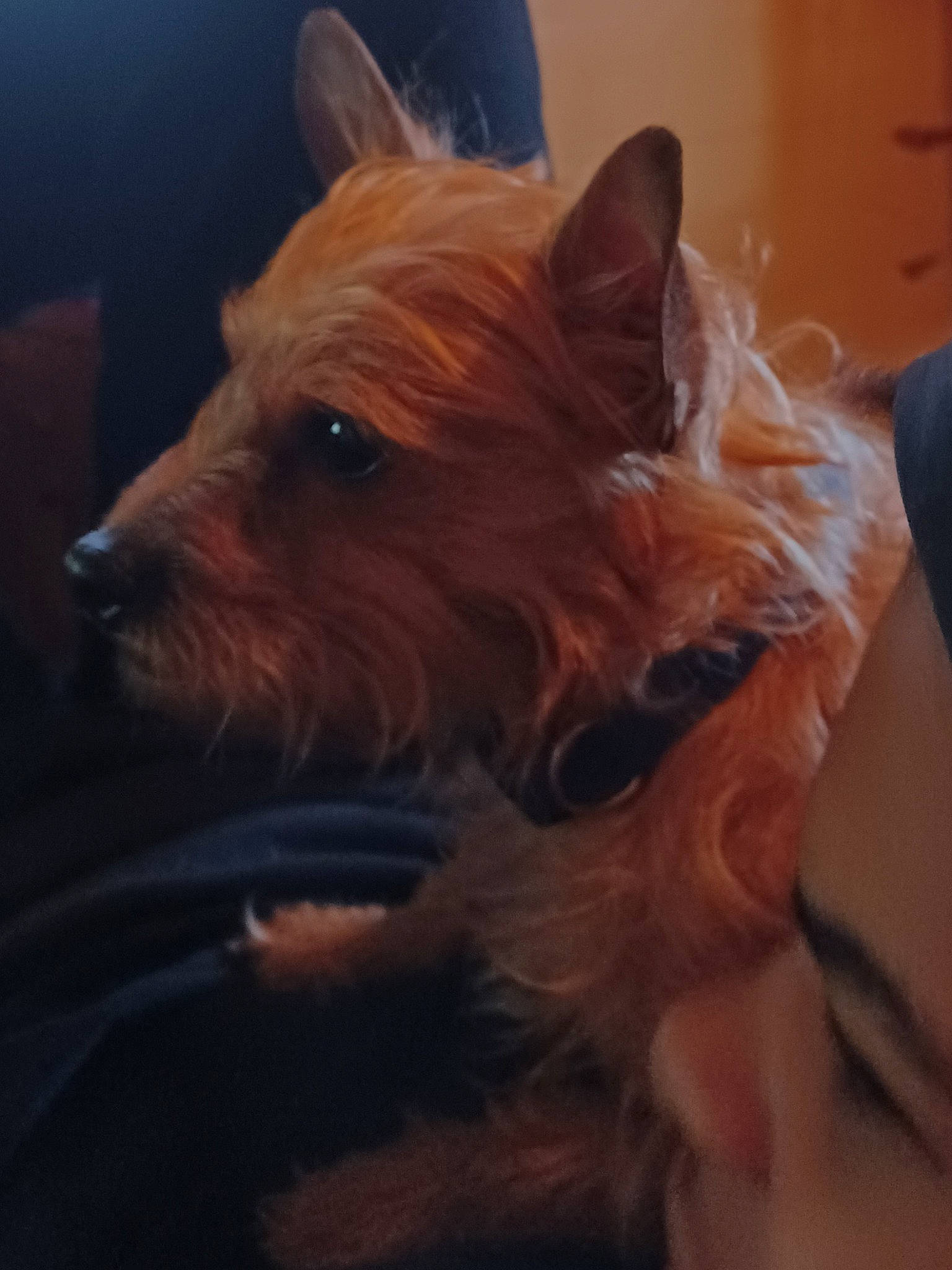 Coco is registered to the contest to win money with this photo: australian_terrier, biewer_terrier, canidae, carnivore, companion_dog, dog, dog_breed, dog_supply, ear, electric_blue, fawn, fur, liver, small_terrier, sporting_group, terrier, toy_dog, whiskers, working_animal