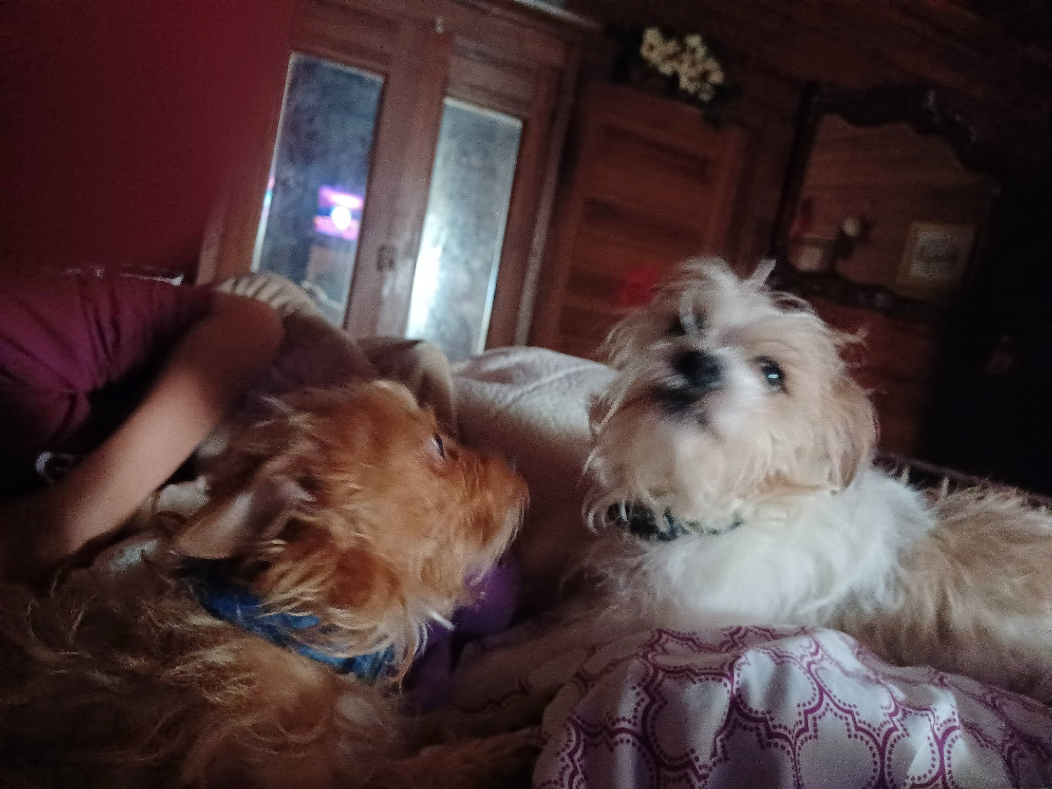 Pippy is registered to the contest to win money with this photo: biewer_terrier, carnivore, cockapoo, comfort, companion_dog, dog, dog_breed, dog_supply, fawn, fur, labradoodle, picture_frame, poodle_crossbreed, puppy_love, schnauzer, small_terrier, terrier, toy_dog, working_animal, yorkipoo