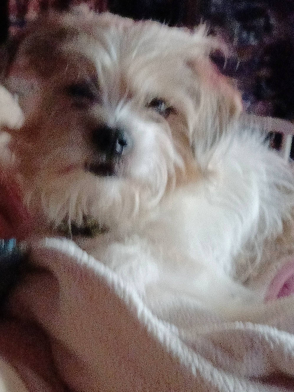 Pippy joined the competition — help win amazing prizes! canidae, carnivore, cloud, comfort, companion_dog, dog, dog_breed, fawn, fur, maltepoo, paw, puppy_love, shih_poo, shih_tzu, small_terrier, snout, sporting_group, terrier, toy_dog, working_animal