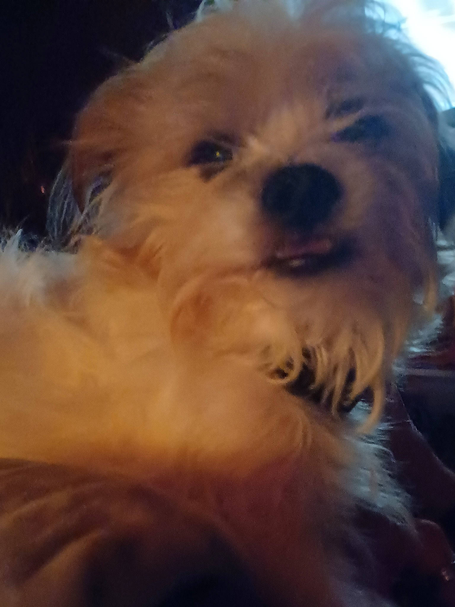 Pippy joined the competition — help win amazing prizes! canidae, carnivore, cloud, companion_dog, dog, dog_breed, fur, liver, maltepoo, non_sporting_group, shih_poo, small_terrier, snout, sporting_group, terrier, toy_dog, water_dog, whiskers, working_animal, yorkipoo