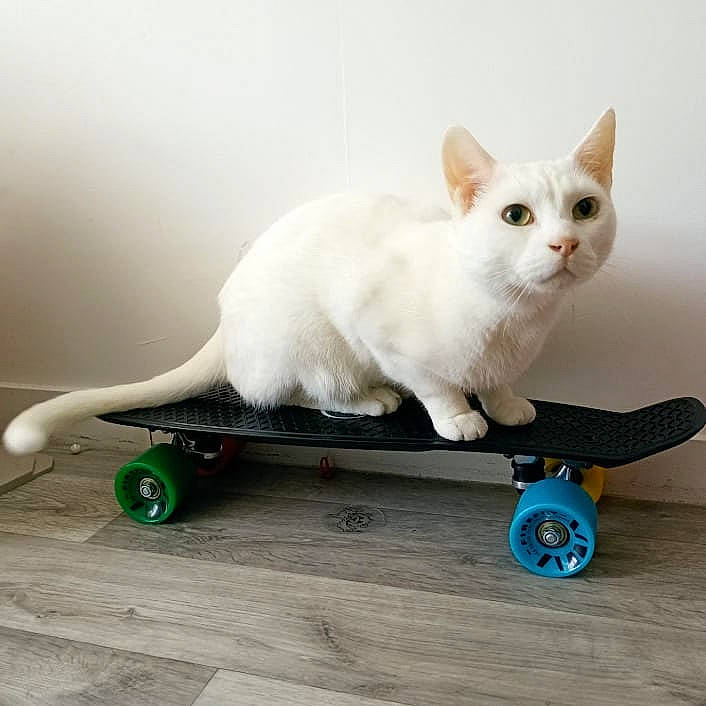 Tipex a rejoint le concours — aidez-le/la à gagner de superbes lots ! automotive_tire, carnivore, cat, composite_material, domestic_short_haired_cat, fashion_accessory, fawn, felidae, flooring, fur, handle, rectangle, rolling, small_to_medium_sized_cats, snout, tail, tire, wheel, whiskers, wood