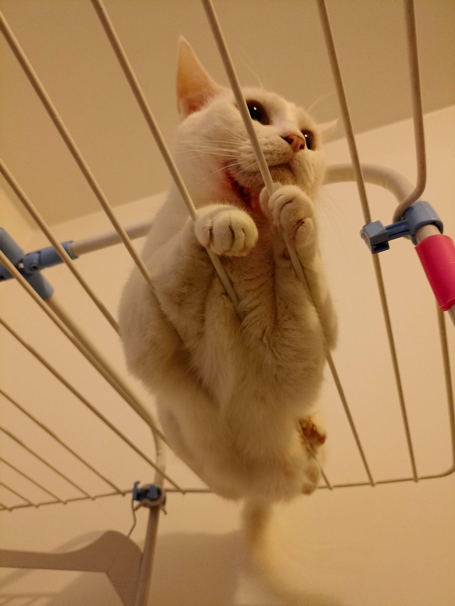 Tipex a rejoint le concours — aidez-le/la à gagner de superbes lots ! carnivore, cat, claw, domestic_short_haired_cat, fashion_accessory, fawn, felidae, fur, metal, paw, pet_supply, small_to_medium_sized_cats, snout, tail, terrestrial_animal, thread, vertebrate, whiskers, wire, wood