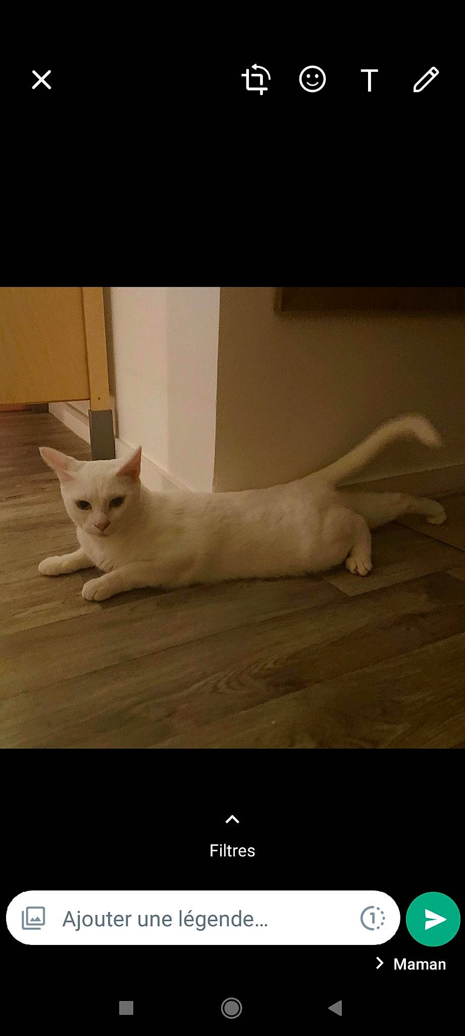 Tipex participe au concours pour gagner de l'argent avec cette photo : carnivore, cat, comfort, darkness, domestic_short_haired_cat, felidae, flooring, font, foot, fur, paw, photo_caption, sky, small_to_medium_sized_cats, snout, square, tail, whiskers, wood