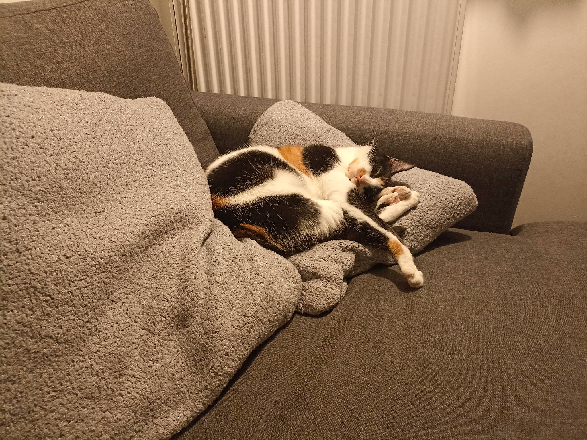 Scarlet participe au concours pour gagner de l'argent avec cette photo : carnivore, chair, comfort, companion_dog, couch, dog, dog_breed, fawn, felidae, flooring, furniture, grey, hardwood, linens, small_to_medium_sized_cats, snout, sporting_group, tail, tints_and_shades, wood