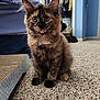 kitten, cat, tortoiseshell, indoor, carpet, scratching_pad, pet, animal, feline, young_cat, tongue_out, cute, fur, ears, whiskers, floor, home, curious, sitting, domestic