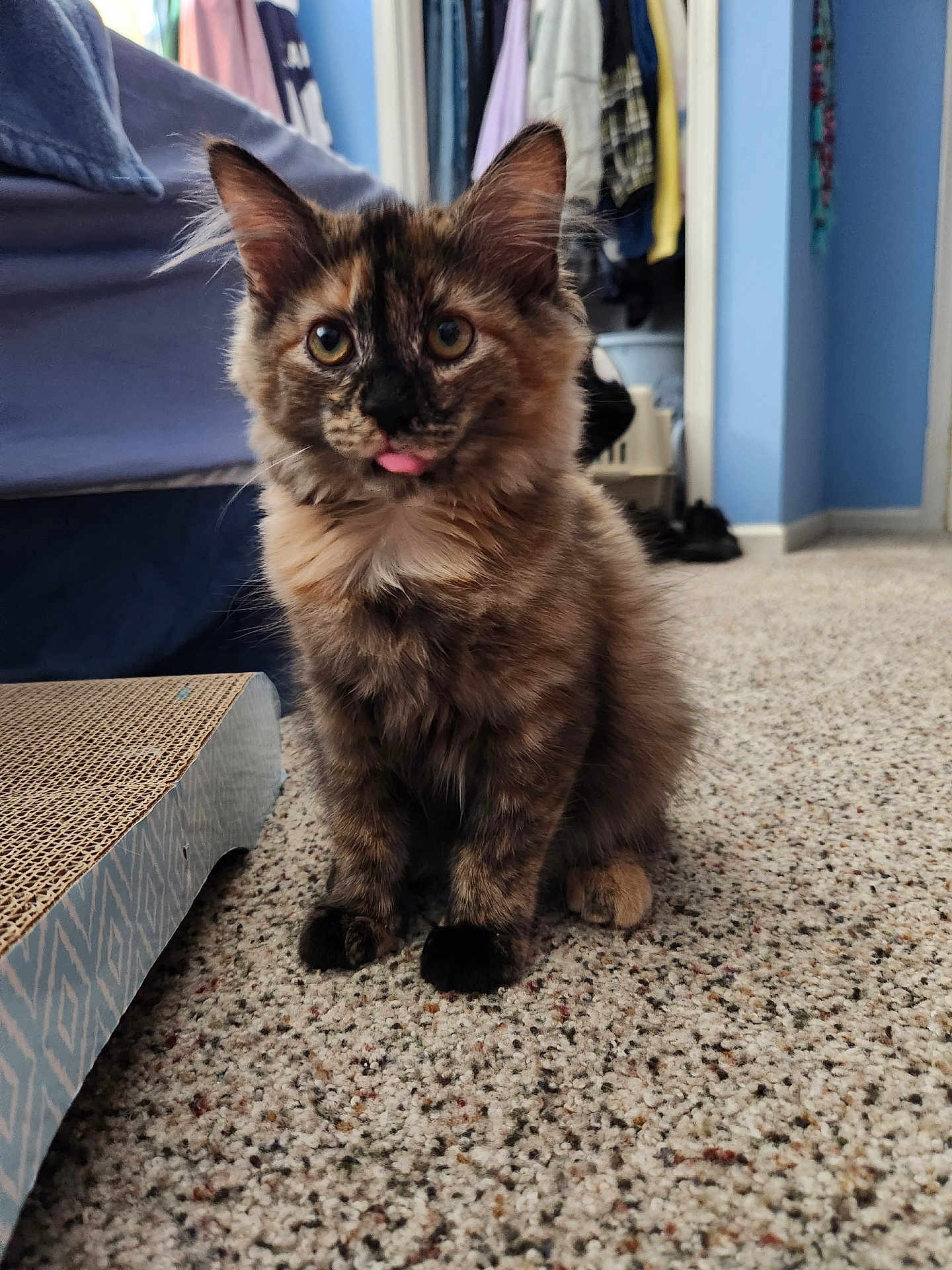 Callie is registered to the contest to win money with this photo: kitten, cat, tortoiseshell, indoor, carpet, scratching_pad, pet, animal, feline, young_cat, tongue_out, cute, fur, ears, whiskers, floor, home, curious, sitting, domestic