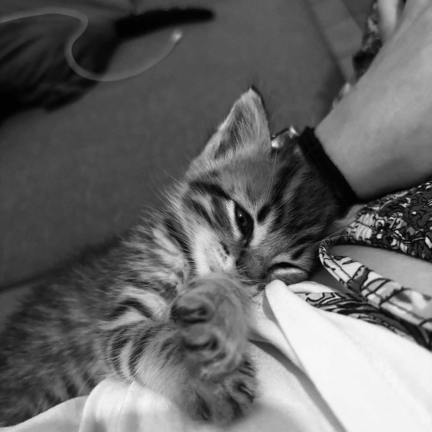 Tigrou a rejoint le concours — aidez-le/la à gagner de superbes lots ! black_and_white, cat, close_up, companion, couch, cozy, domestic_animal, fur, hand, indoor, kitten, paw, person, pet, resting, sleepy, snuggling, soft, striped, texture