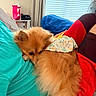 Stella is registered to the contest to win money with this photo: dog, fluffy, bandana, couch, person, turquoise_shirt, red_leggings, black_pattern, indoor, window_blinds, fan, snuggling, cozy, relaxing, fur, resting, comfort, home, pet, animal