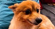 Stella joined the competition — help win amazing prizes! dog, pet, fluffy, orange_fur, bed, pillow, indoor, cute, animal, small_dog, resting, alert, fur, canine, companion, domestic_animal, looking_away, portrait, cozy, relaxed