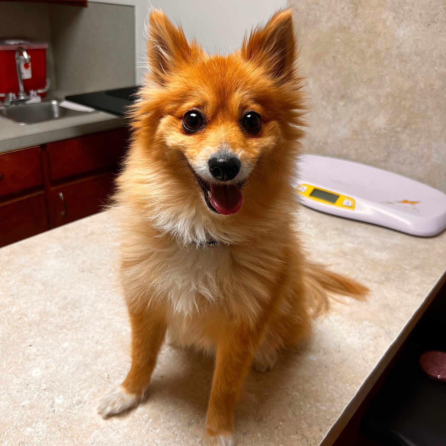 Stella is registered to the contest to win money with this photo: dog, small_dog, fluffy, happy, smiling, pet, indoor, countertop, kitchen, cabinet, sink, appliance, tongue_out, brown_fur, white_fur, ears_up, tail, animal, companion, cute