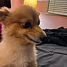 Stella is registered to the contest to win money with this photo: dog, pomeranian, fluffy, bed, blanket, lamp, indoor, pet, cute, animal, furry, small_dog, side_view, pink_wall, window, curtains, cozy, domestic, portrait, close_up