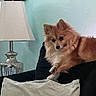 Stella joined the competition — help win amazing prizes! brown, canine, chair, companion, cozy, curious, cute, decor, dog, fluffy, furniture, home, indoor, lamp, living_room, pet, pillow, relaxed, resting, white