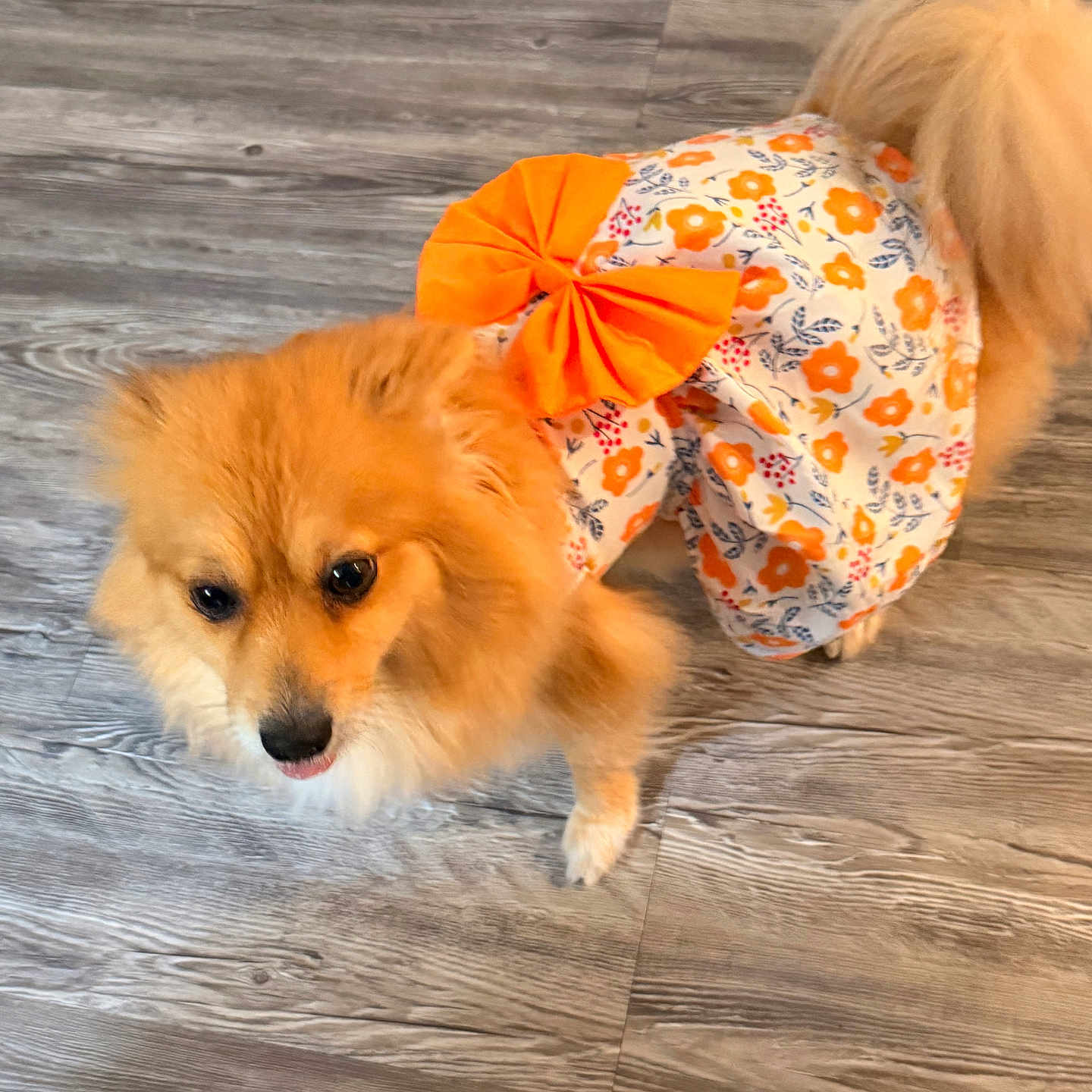 Stella