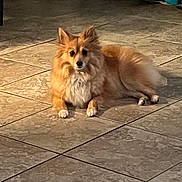 Stella is registered to the contest to win money with this photo: animal, brown, canine, cozy, dog, domestic, floor, fluffy, fur, home, indoor, laying_down, light, looking, pet, quiet, relaxed, resting, shadow, tile_floor
