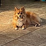 animal, brown, canine, cozy, dog, domestic, floor, fluffy, fur, home, indoor, laying_down, light, looking, pet, quiet, relaxed, resting, shadow, tile_floor