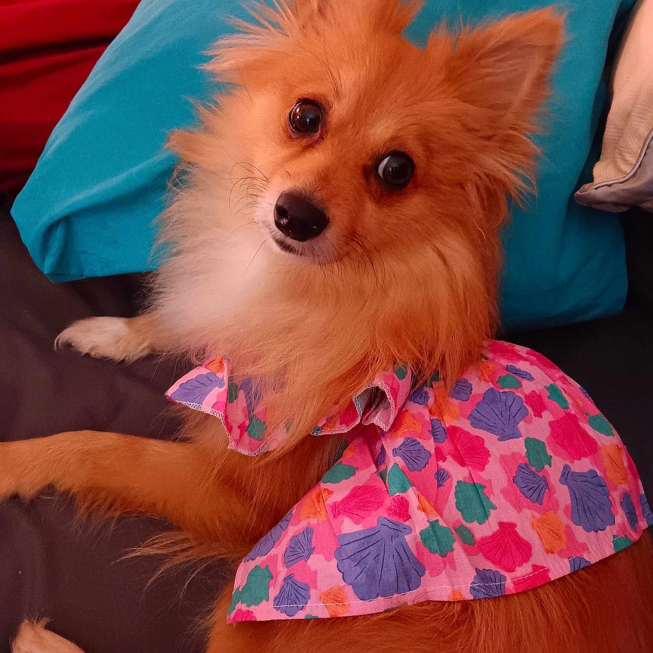 Stella