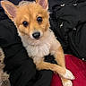 Stella is registered to the contest to win money with this photo: animal, bed, blanket, brown, closeup, companion, cozy, curious, cushion, cute, dog, ears, fluffy, fur, indoor, looking, paws, pet, resting, white